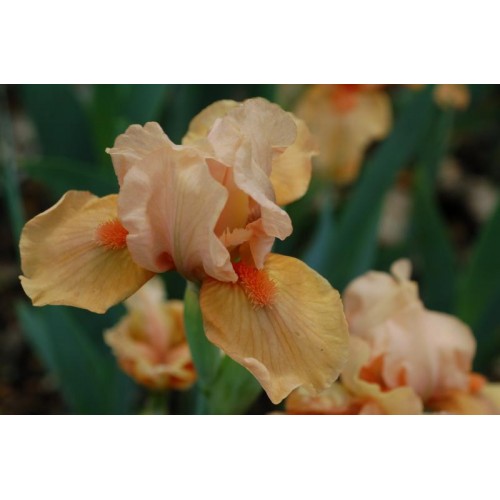 Plante- Iris pumila Autumn Tangerine-2