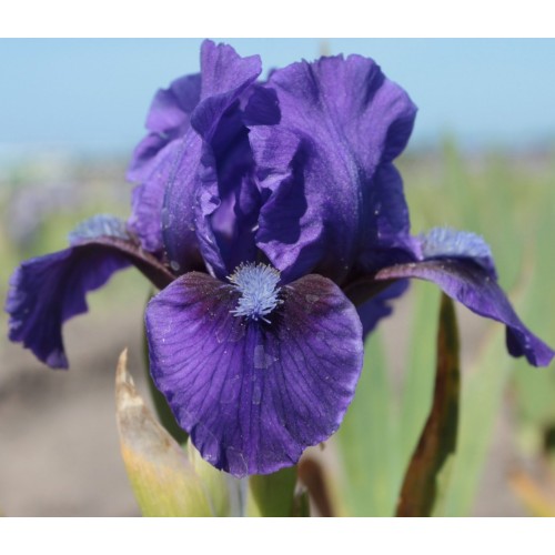 Plante- Iris pumila Branburry Ruffles