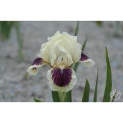 Plante- Iris pumila Black Cherry Delight