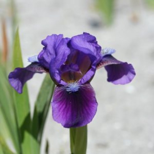 Plante- Iris pumila Blue Moss