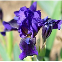 Plante- Iris pumila Brannigan