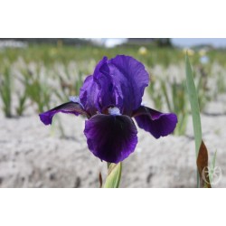 Plante- Iris pumila Little Shadow