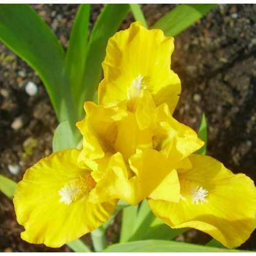 Plante- Iris pumila Golden Child