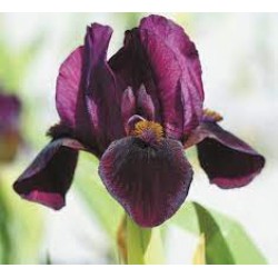 Plante- Iris pumila Dark Over