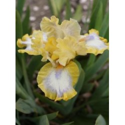 Plante- Iris pumila Easter
