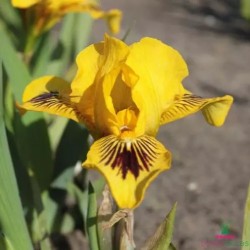 Plante- Iris pumila Eyebright