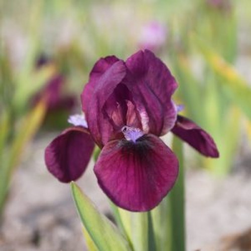 Plante- Iris pumila Fuzzy