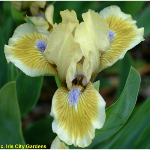 Plante- Iris pumila Green Spot