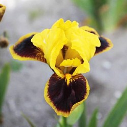 Plante- Iris pumila Hot