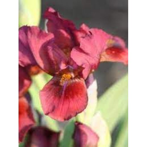 Plante- Iris pumila Lady in Red