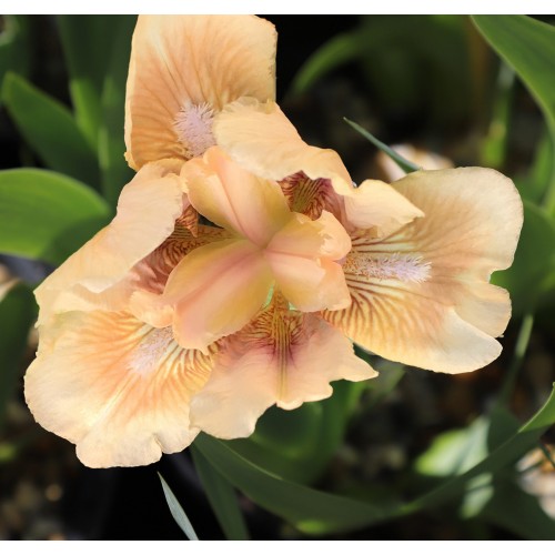 Plante- Iris pumila Peach Eyes