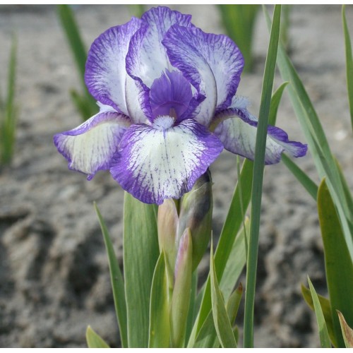 Plante- Iris pumila Petite Polka