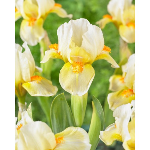 Plante- Iris pumila Pinch Me
