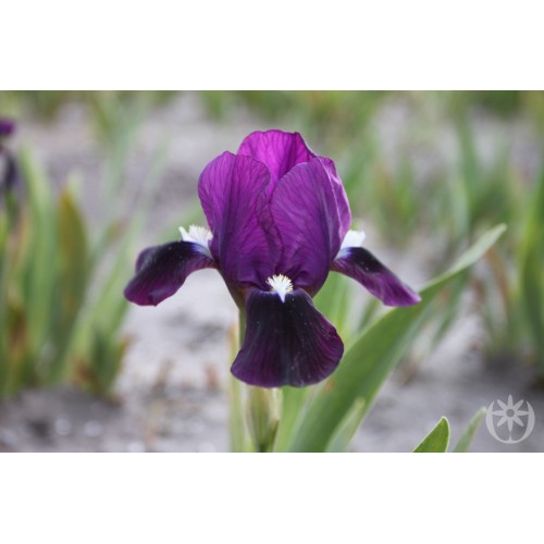 Plante- Iris pumila Royal Contrast