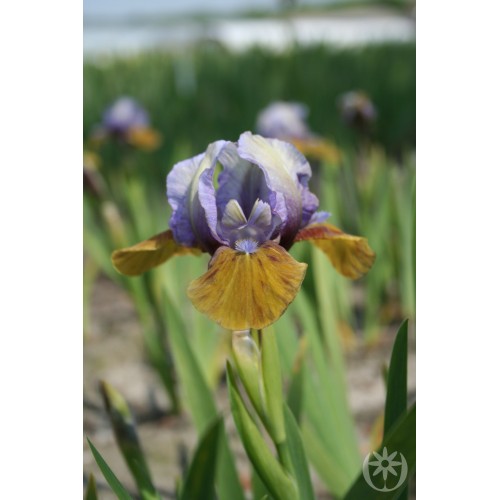Plante- Iris pumila Hocus Pocus