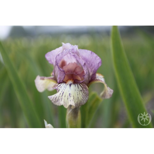 Plante- Iris pumila Voyage