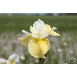 Plante Iris sibirica Butter and Sugar