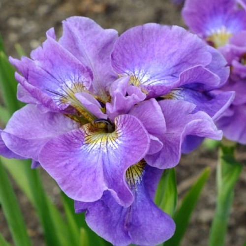 Plante Iris sibirica Having Fun