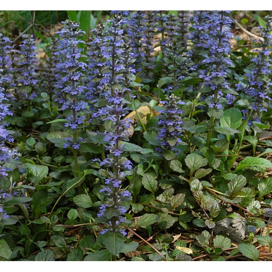 Plante Ajuga reptans - Vinetica Plante Ajuga reptans - Vinetica