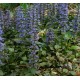 Plante Ajuga reptans - Vinetica Plante Ajuga reptans - Vinetica