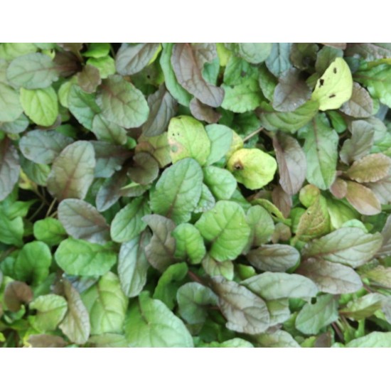 Plante Ajuga reptans - Vinetica Plante Ajuga reptans - Vinetica