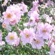 Plante Anemone Konigin Charlotte-Anemone japonica