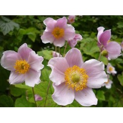 Plante Anemone japonica -Anemone Plante Anemone japonica -Anemone