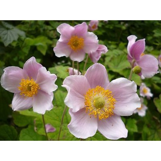 Plante Anemone japonica -Anemone