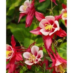 Plante Aquilegia caerulea Crimson Star-Caldaruse