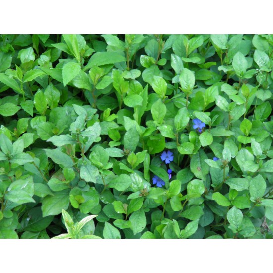 Plante Ceratostigma plumbaginoides