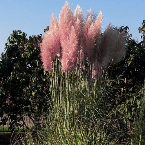 Plante Cortaderia selloana Pink Feather - Iarba de pampas