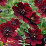 Plante Cosmos atrosanguineus - Mararite