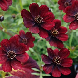Plante Cosmos atrosanguineus - Mararite