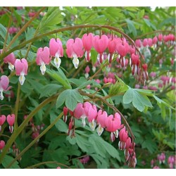 Plante Dicentra spectabilis Rose - Lacrimile Maicii Domnului Plante Dicentra spectabilis Rose - Lacrimile Maicii Domnului