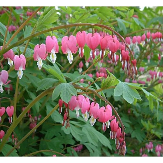 Plante Dicentra spectabilis Rose - Lacrimile Maicii Domnului Plante Dicentra spectabilis Rose - Lacrimile Maicii Domnului