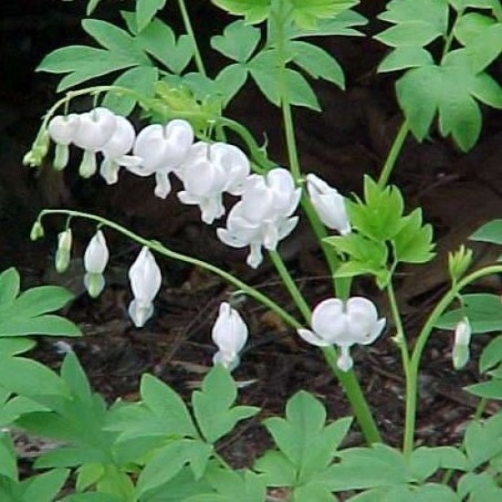 Plante Dicentra spectabilis White - Lacrimile Maicii Domnului Plante Dicentra spectabilis White - Lacrimile Maicii Domnului