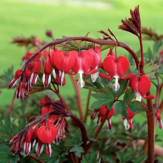 Plante Dicentra spectabilis Valentine - Lacrimile Maicii Domnului Plante Dicentra spectabilis Valentine - Lacrimile Maicii Domnului