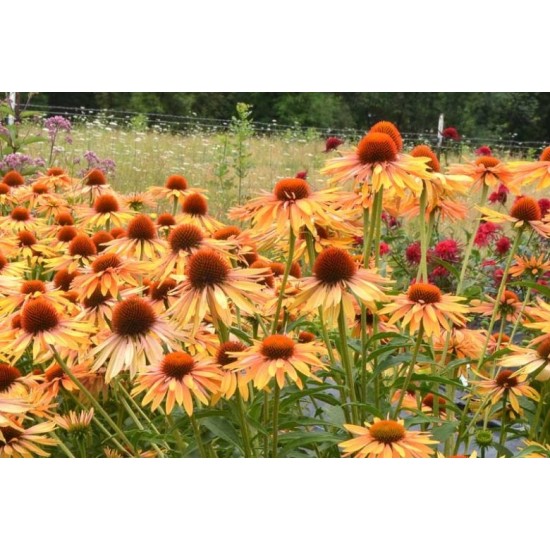 Plante Echinacea purpurea Big Kahuna - Echinacea Plante Echinacea purpurea Big Kahuna - Echinacea