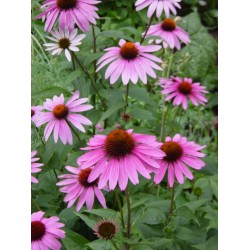 Plante Echinacea purpurea Magnus - Echinacea Plante Echinacea purpurea Magnus - Echinacea