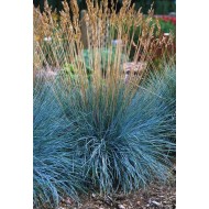 Plante Festuca glauca Elijah Blue - Festuca