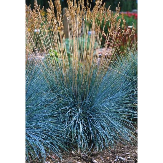 Plante Festuca glauca Elijah Blue - Festuca Plante Festuca glauca Elijah Blue - Festuca