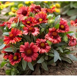 Plante Gaillardia Arizona Red Shades - fluturasi