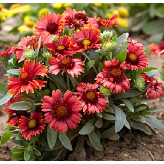 Plante Gaillardia Arizona Red Shades - fluturasi Plante Gaillardia Arizona Red Shades - fluturasi