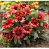 Plante Gaillardia Arizona Red Shades - fluturasi