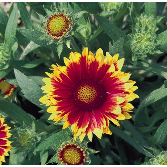 Plante Gaillardia Arizona Sun - fluturasi Plante Gaillardia Arizona Sun - fluturasi