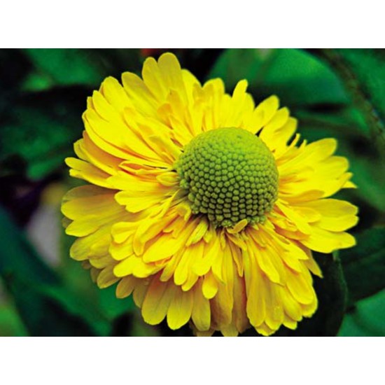 Plante Helenium autumnale Double Trouble - Floarea Elenei Plante Helenium autumnale Double Trouble - Floarea Elenei
