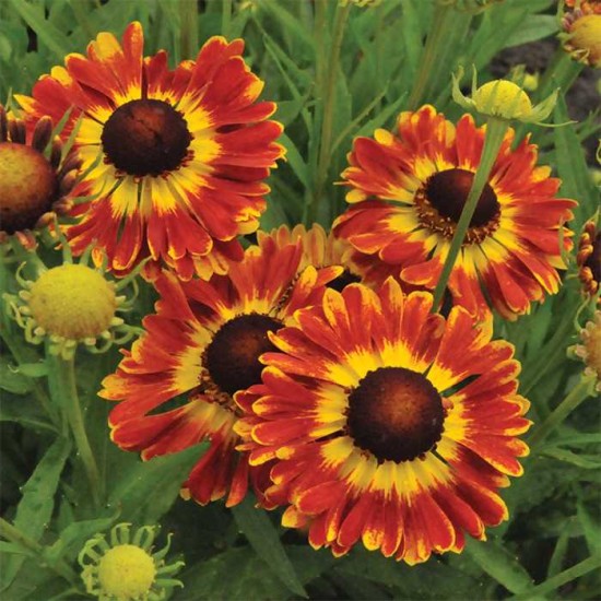 Plante Helenium autumnale Fuego - Floarea Elenei Plante Helenium autumnale Fuego - Floarea Elenei