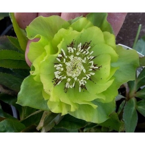 Plante Helleborus orientallis Double Ellen Green - Spanz