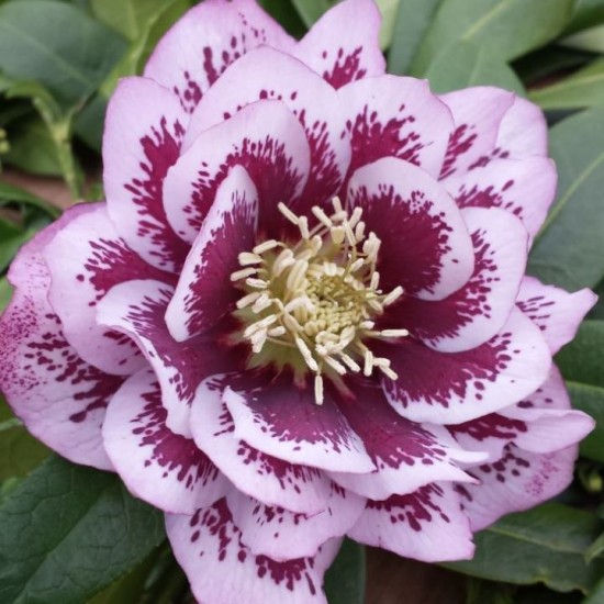 Plante Helleborus orientallis Double Ellen Pink Spotted - Spanz Plante Helleborus orientallis Double Ellen Pink Spotted - Spanz