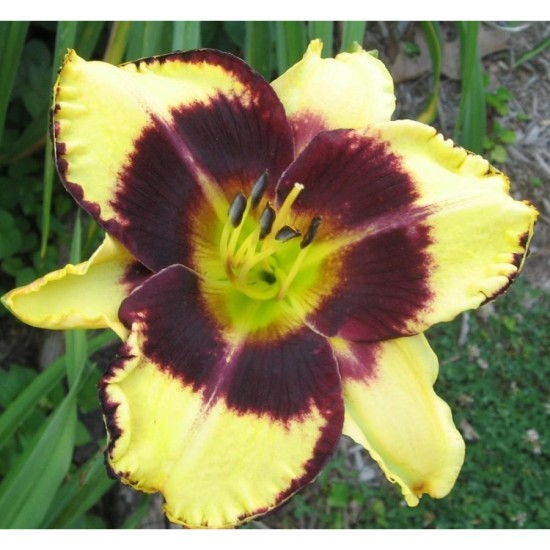 Plante Hemerocallis Jamaican Me Crazy - Crin de o zi Plante Hemerocallis Jamaican Me Crazy - Crin de o zi